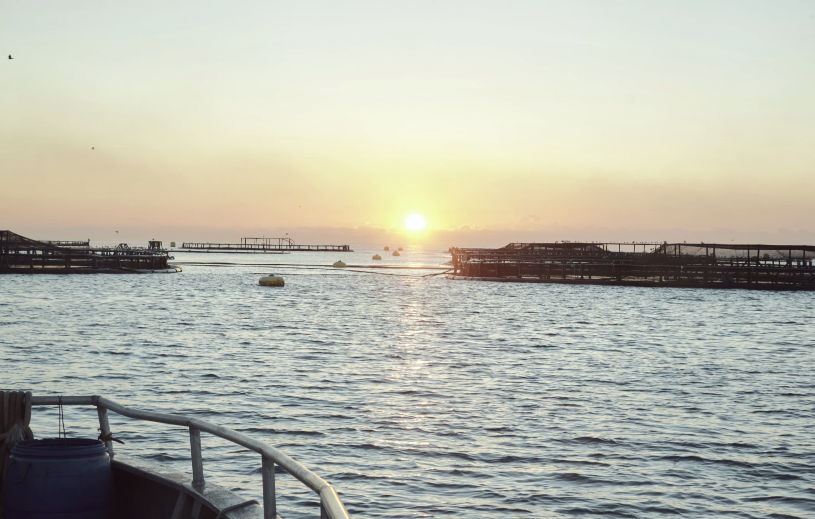 La acuicultura española en la dieta mediterránea: un pilar nutricional imprescindible